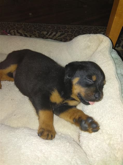 Our boy on his first night home : r/Rottweiler