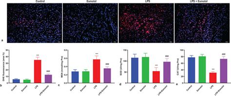 Esmolol Suppresses Oxidative Stress In The Hippocampus Of Septic Mice Download Scientific