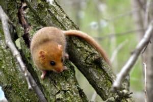 Dormouse facts - Protect the Wild