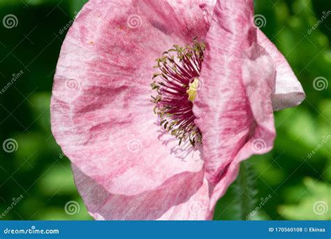 Papaver Has Medicinal Properties Stems Contain Latex Milk Latex In