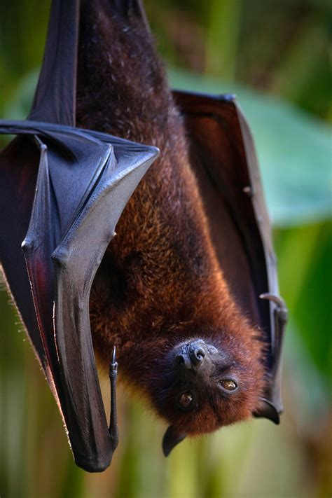 Large Flying Fox Photos, Download The BEST Free Large Flying Fox Stock Photos & HD Images