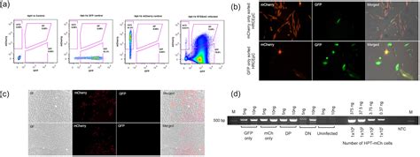 Establishment Persistence And Reactivation Of Latent Hiv 1 Infection