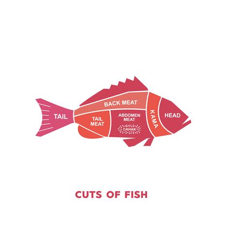 vector illustration guide Meat cuts set. fish Butcher Poster diagrams