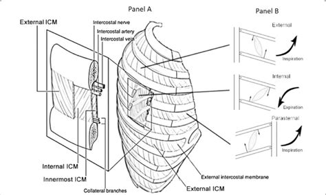 Difference Between Internal And External Intercostal Muscles