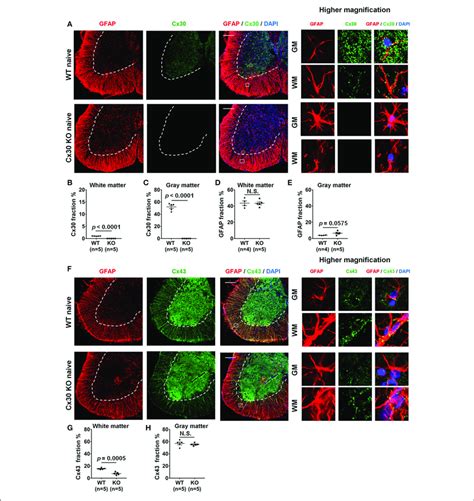 Morphology And Number Of Astrocytes And Expressions Of Cx30 And Cx43