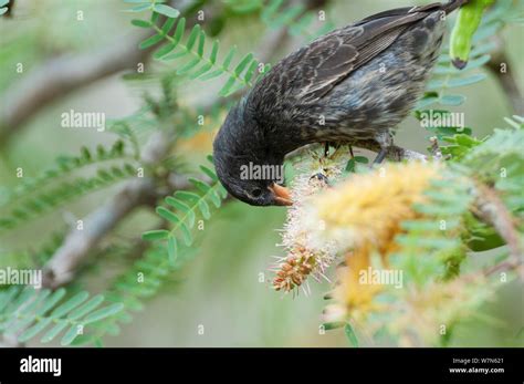 Small Ground Finch Geospiza Fuliginosa Feeding On Flower Spike Santa