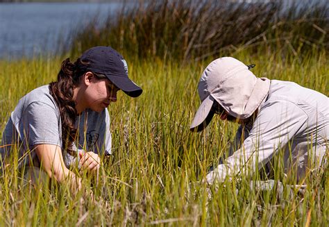 UNF: Collaborative salt marsh research championed by UNF and global ...