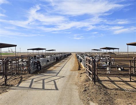 Obituaries of Dimmitt TX: Tributes to Lives of Inspiration and Courage 9