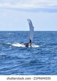 Humpback Whale Slapping Pectoral Fin Ocean Stock Photo 2199694335 ...