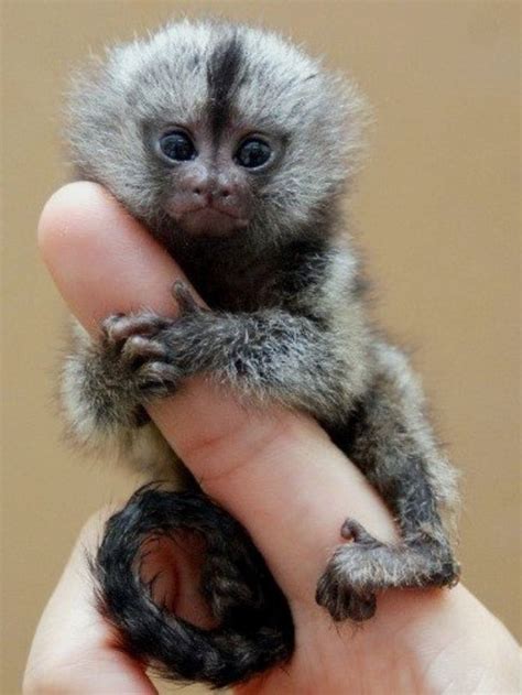 Finger Monkey Amazing Facts