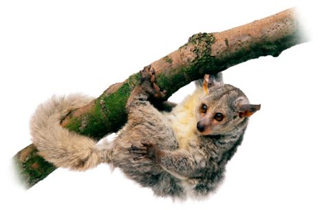 Bushbaby Facts Where Do Bushbabies Live Dk Find Out