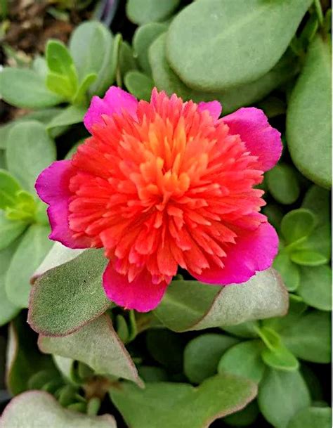 Red Magenta Flowering Double Purslane Cinderella Portulaca Live Plant