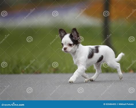 Black and White Chihuahua Puppy Walking Stock Image - Image of white ...