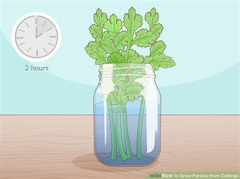 How to Grow Parsley from Cuttings: 13 Steps (with Pictures)