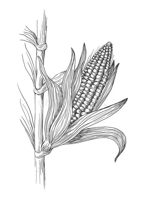 Illustration Of Corn Grain Stalk Sketch Hand Drawn Vector Illustration