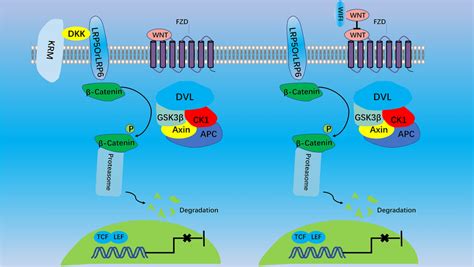 Inhibition Of Canonical Wnt Signaling Pathway By Dkk And Wif1