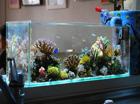 20 Gallon Rimless Aquarium | Long Rimless Aquarium | Fish