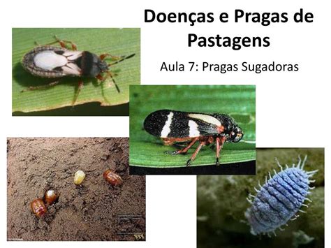 PPT Doenças e Pragas de Pastagens PowerPoint Presentation free