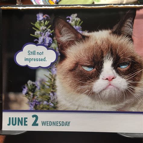 Grumpy Cat Wednesday Meme