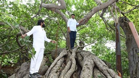 5 Unique Facts About The Banyan Tree • Environmental Nonprofit Organization