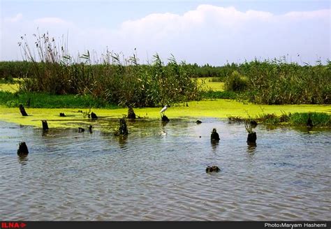 Photos Anzali Lagoon The Iran Project