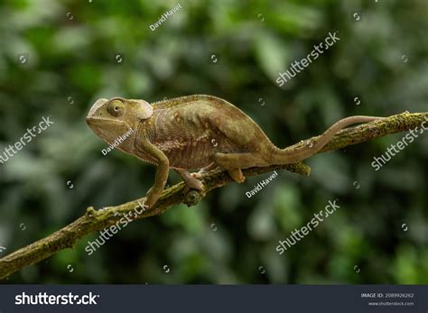 Flapnecked Chameleon Chamaeleo Dilepis Beautiful Colored Stock Photo