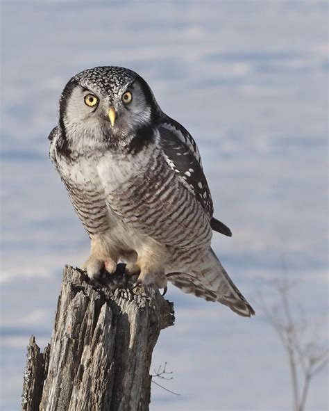 Northern Hawk Owl Surnia Ulula On Post With Prey Photo By Rachel