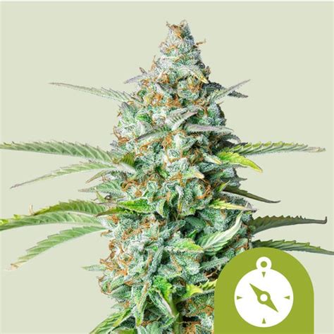 Buy Northern Light Auto Cannabis Cannabis Seeds Royal Queen Seeds