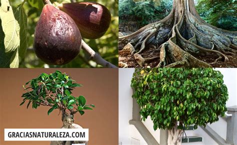 Ficus ELASTICA Guía de cuidados para evitar problemas