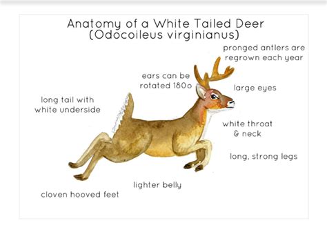 Anatomy of A Deer