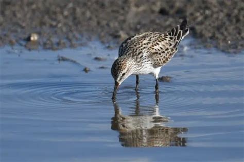 White-rumped Sandpiper (Calidris fuscicollis) - Hawaii Bird Guide