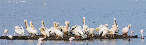 Lake Nakuru Robust Safaris