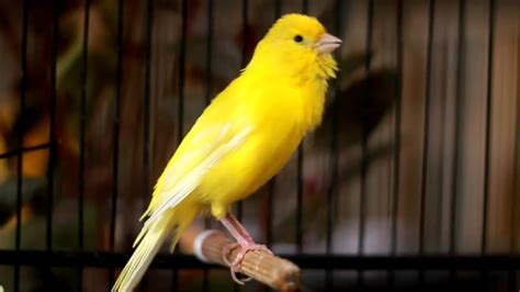 Bird Singing Canary - Kenari Gacor Cuit-cuit Efektif Buat Pancingan ...