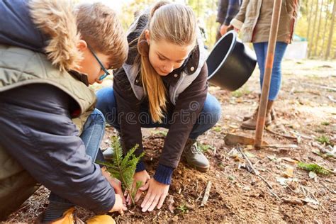 Two Children Plant A Tree In The Forest On Forest School Day Stock