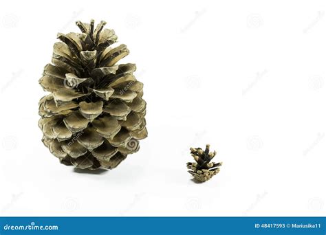 Cone Friends Stock Image Image Of Sequence Wood Arrangement 48417593