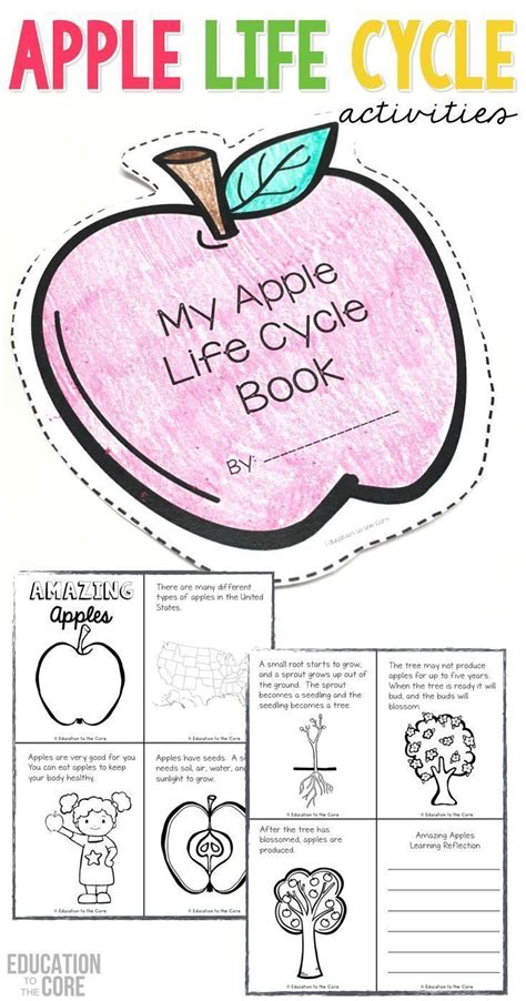 Apple Life Cycle Activities For Kindergarten And First Grade Apple Life Cycle First Grade