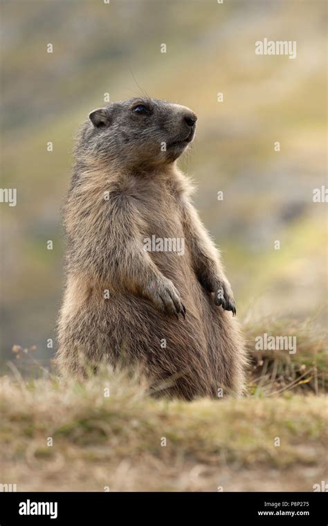 Alpine Marmot in habitat Stock Photo - Alamy