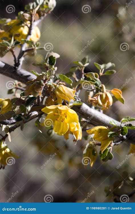 FREMONTODENDRON CALIFORNICUM BLOOM SAN BERNARDINO MTNS 060920 B