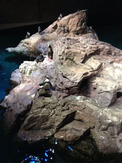 Aquarium in Boston. African's penguins. | African penguin, In boston ...