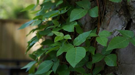 How to Identify, Remove, and Treat Poison Ivy | PlantSnap Blog