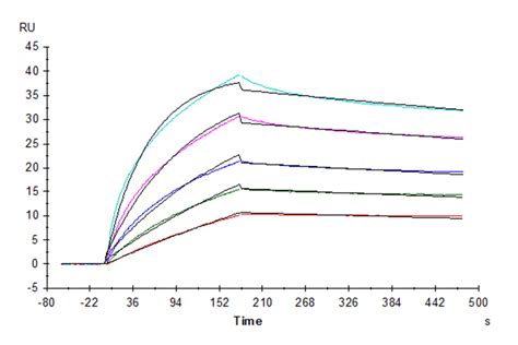 Human Fgfr2 Beta Iiib Protein Fgr Hm2bb Kactus