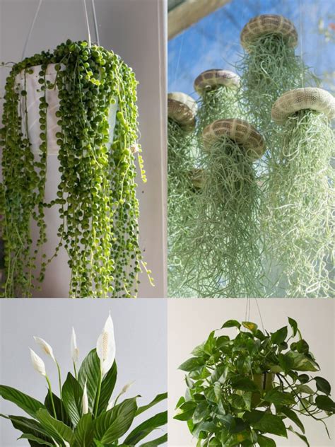 10 Hanging Plants That Purify The Air | Times Now