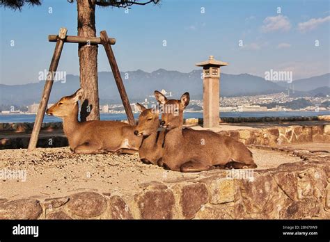 Sika Deer Miyajima Hi Res Stock Photography And Images Alamy