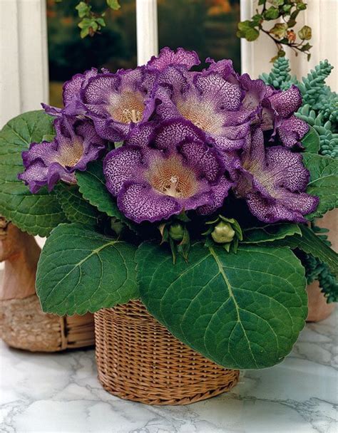 Las Espectaculares Gloxinias De Flores Aterciopeladas Fuertes