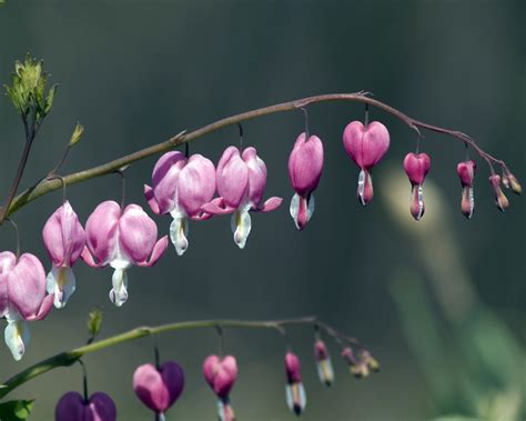 Bleeding Heart Free Photo Download | FreeImages