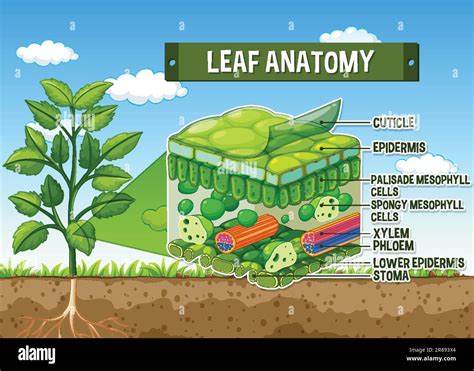 Internal Structure Of Leaf Diagram Illustration Stock Vector Image