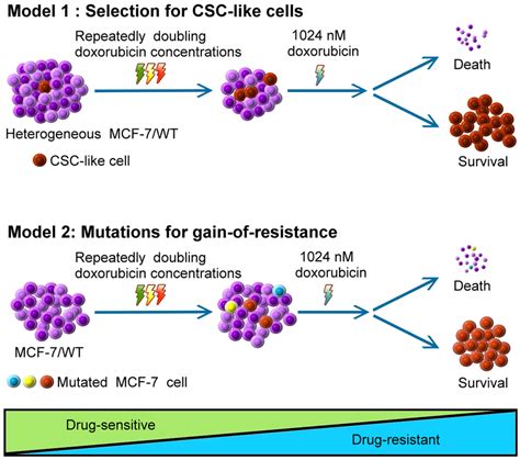 Two Models Illustrate Development Of Doxorubicin Resistance Model