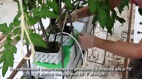 Amazing Greenhouse Tomatoes Farming Greenhouse Modern Agriculture