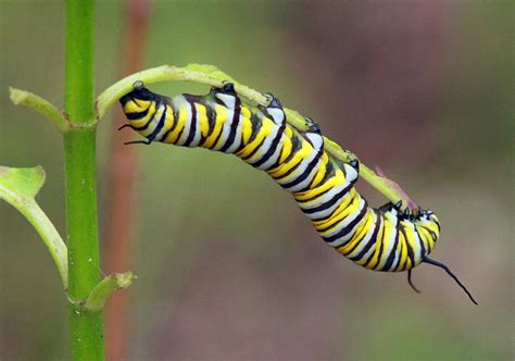 Monarch Butterfly Identification Guide - The National Wildlife ...