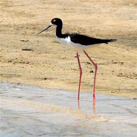 Hawaiʻi Birding Trails | Hawaiian black-necked stilt